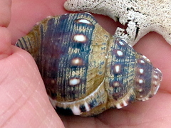 Ranella australasia
