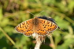 Melitaea trivia