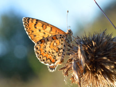 Melitaea trivia