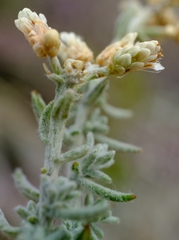 Helichrysum plebeium