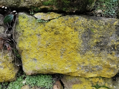 Chrysothrix chlorina