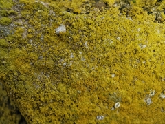 Chrysothrix chlorina