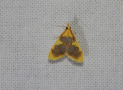 Sameodesma xanthocraspia