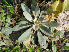 Verbascum thapsus