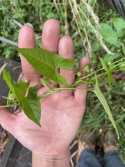 Calystegia marginata