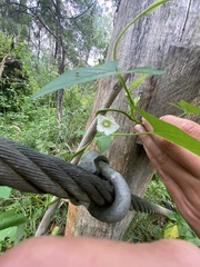 Calystegia marginata