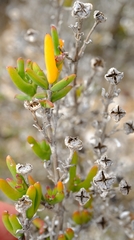 Drosanthemum asperulum