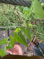 Calystegia marginata