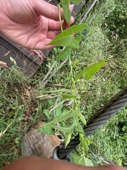 Calystegia marginata
