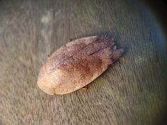 Pseudophoraspis nebulosa