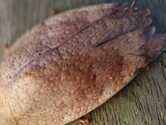 Pseudophoraspis nebulosa