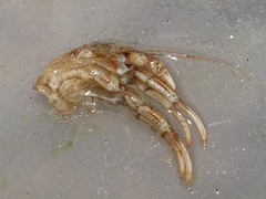 Pagurus bernhardus