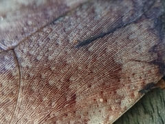 Pseudophoraspis nebulosa