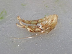 Pagurus bernhardus