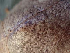 Pseudophoraspis nebulosa