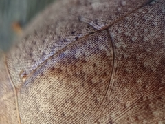 Pseudophoraspis nebulosa