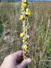 Verbascum thapsus