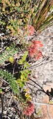 Erica cerinthoides
