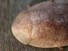 Pseudophoraspis nebulosa
