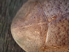 Pseudophoraspis nebulosa