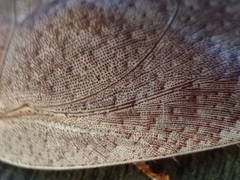 Pseudophoraspis nebulosa