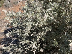 Atriplex portulacoides