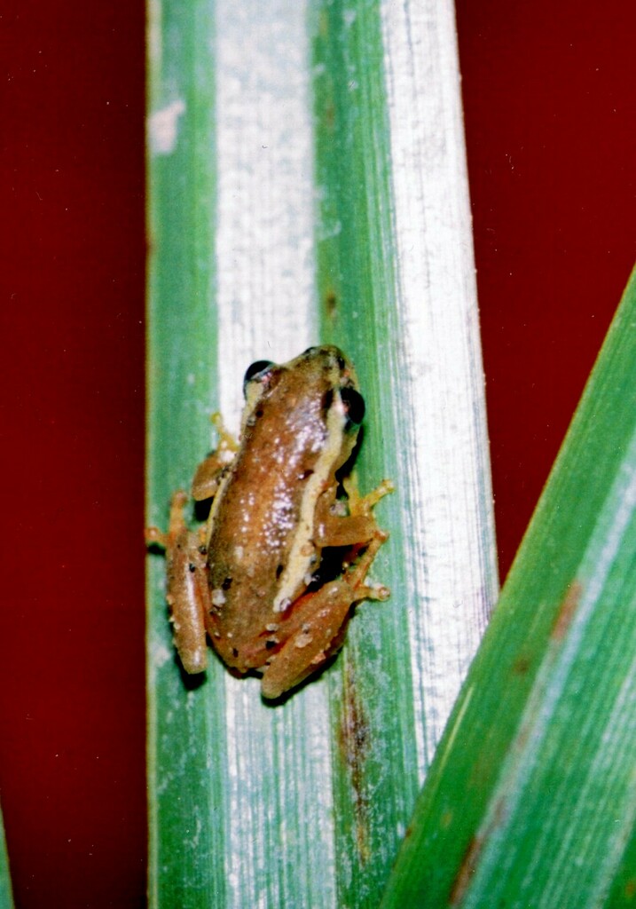 Dwarf Reed Frog