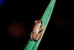 Hyperolius minutissimus