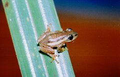 Hyperolius minutissimus