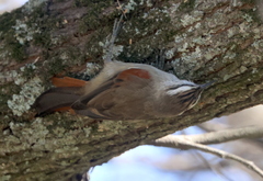 Cranioleuca pyrrhophia