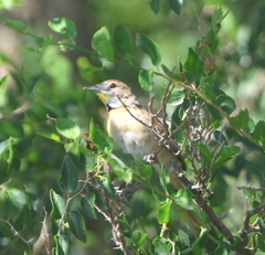 Schoeniophylax phryganophilus