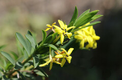 Lasiosiphon triplinervis