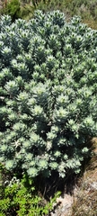 Xiphotheca fruticosa