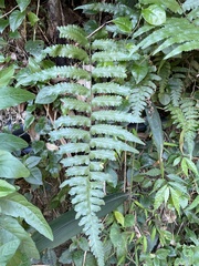 Microlepia marginata bipinnata