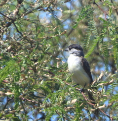 Xenopsaris albinucha