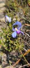 Disa graminifolia