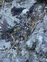 Stellaria gracilenta