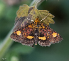 Pyrausta aurata