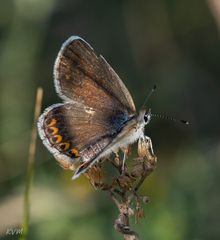 Plebejus