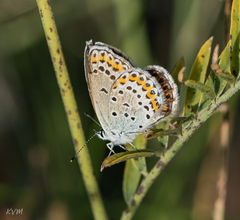 Plebejus