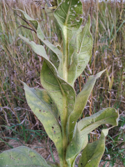 Verbascum thapsus