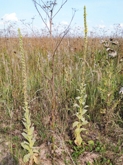 Verbascum thapsus
