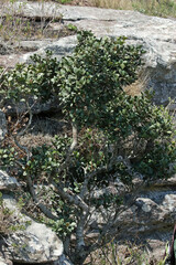 Apodytes abbottii