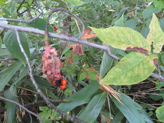 Magnolia salicifolia