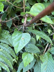 Pericampylus glaucus