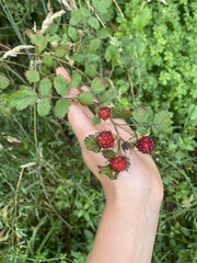 Rubus parvifolius