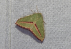 Chlorerythra rubriplaga