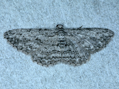 Phelotis cognata