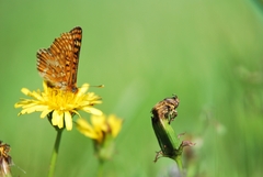 Euphydryas aurinia