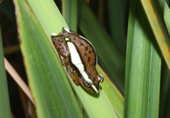 Hyperolius mitchelli